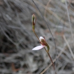 Eriochilus cucullatus at Aranda, ACT - suppressed