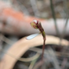 Eriochilus cucullatus at Aranda, ACT - suppressed