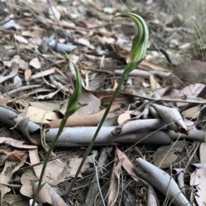 Diplodium ampliatum at Cook, ACT - 13 Mar 2019