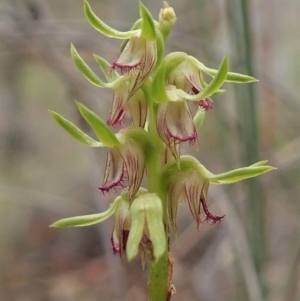 Corunastylis cornuta at Aranda, ACT - 13 Mar 2019