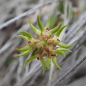 Corunastylis cornuta at Aranda, ACT - 13 Mar 2019