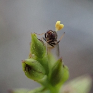 Chloropidae (family) at Cook, ACT - 12 Mar 2019 08:47 AM