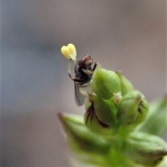 Chloropidae (family) at Cook, ACT - 12 Mar 2019