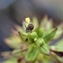 Chloropidae (family) at Cook, ACT - 12 Mar 2019 08:47 AM