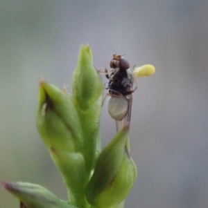 Chloropidae (family) at Cook, ACT - 12 Mar 2019 08:47 AM