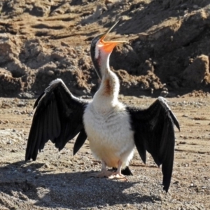 Anhinga novaehollandiae at Coombs, ACT - 12 Mar 2019