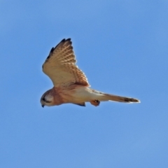 Falco cenchroides (Nankeen Kestrel) at Coombs, ACT - 12 Mar 2019 by RodDeb