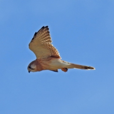 Falco cenchroides (Nankeen Kestrel) at Coombs, ACT - 12 Mar 2019 by RodDeb