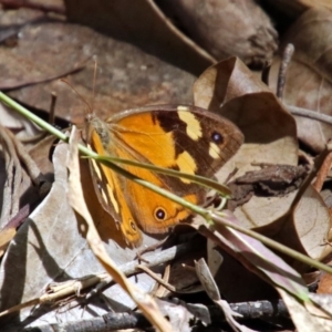 Heteronympha merope at Acton, ACT - 12 Mar 2019