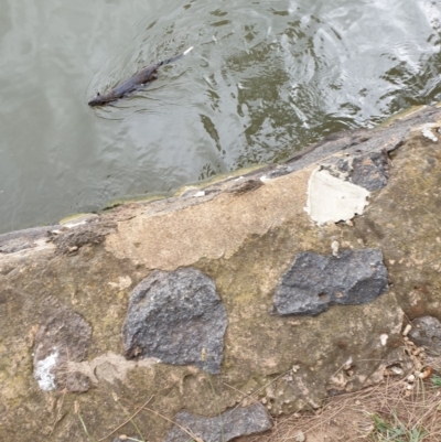 Hydromys chrysogaster (Rakali or Water Rat) at Parkes, ACT - 13 Mar 2019 by DGalwey