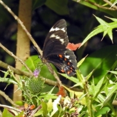 Papilio aegeus (Orchard Swallowtail, Large Citrus Butterfly) at Acton, ACT - 12 Mar 2019 by RodDeb