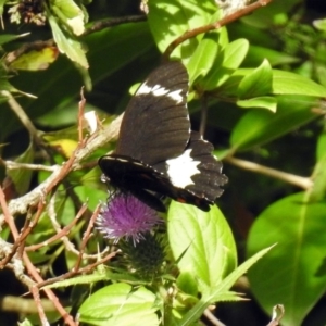 Papilio aegeus at Acton, ACT - 12 Mar 2019