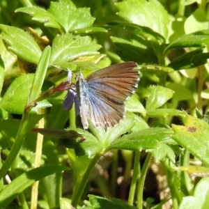 Theclinesthes serpentata at Acton, ACT - 12 Mar 2019 11:13 AM