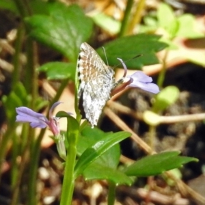 Theclinesthes serpentata at Acton, ACT - 12 Mar 2019 11:13 AM