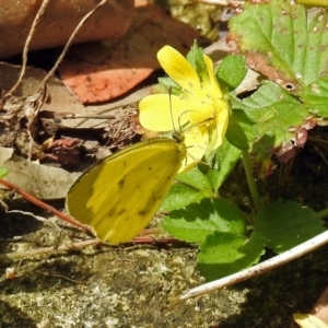 Eurema smilax at Acton, ACT - 12 Mar 2019