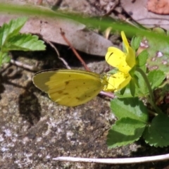 Eurema smilax at Acton, ACT - 12 Mar 2019 12:03 PM