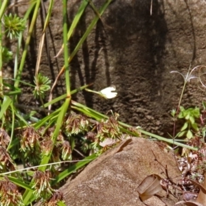 Eurema smilax at Acton, ACT - 12 Mar 2019