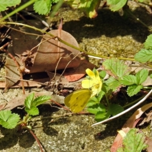 Eurema smilax at Acton, ACT - 12 Mar 2019 12:03 PM