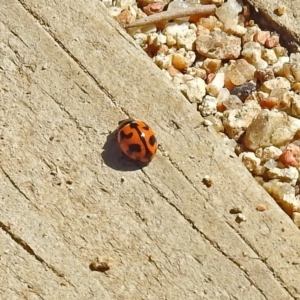 Coccinella transversalis at Acton, ACT - 12 Mar 2019