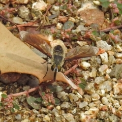 Comptosia sp. (genus) (Unidentified Comptosia bee fly) at Acton, ACT - 12 Mar 2019 by RodDeb