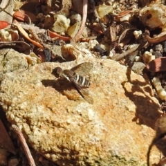 Villa sp. (genus) (Unidentified Villa bee fly) at Acton, ACT - 12 Mar 2019 by RodDeb