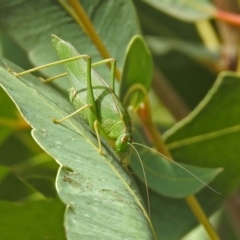 Caedicia simplex (Common Garden Katydid) at Hackett, ACT - 12 Mar 2019 by RodDeb