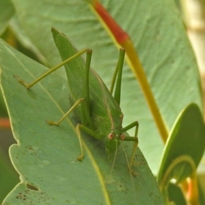 Caedicia simplex at Hackett, ACT - 12 Mar 2019