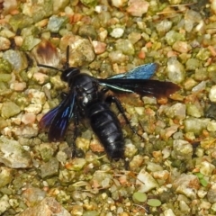 Austroscolia soror (Blue Flower Wasp) at Acton, ACT - 12 Mar 2019 by RodDeb