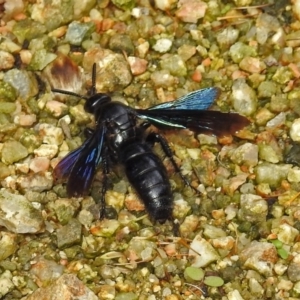 Austroscolia soror at Acton, ACT - 12 Mar 2019 01:40 PM