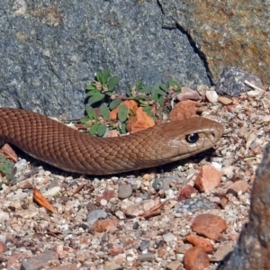 Pseudonaja textilis at Acton, ACT - 12 Mar 2019 11:24 AM