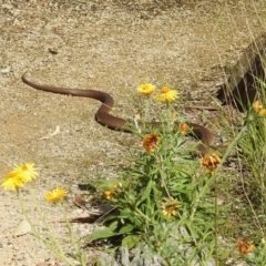 Pseudonaja textilis at Acton, ACT - 12 Mar 2019 11:24 AM