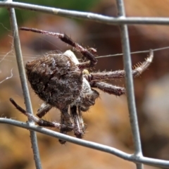 Hortophora sp. (genus) (Garden orb weaver) at Hackett, ACT - 12 Mar 2019 by RodDeb