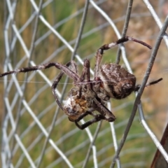 Hortophora sp. (genus) at Hackett, ACT - 12 Mar 2019 01:23 PM