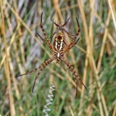 Argiope trifasciata (Banded orb weaver) at ANBG - 12 Mar 2019 by RodDeb