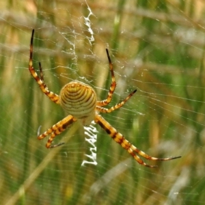 Argiope trifasciata at Hackett, ACT - 12 Mar 2019 01:04 PM