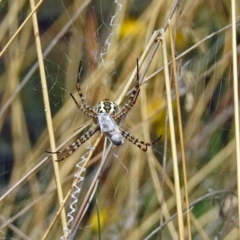 Argiope trifasciata at Hackett, ACT - 12 Mar 2019 01:04 PM