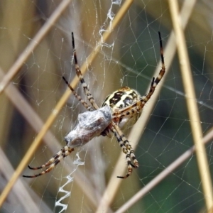 Argiope trifasciata at Hackett, ACT - 12 Mar 2019 01:04 PM