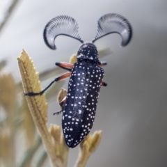 Rhipicera (Agathorhipis) femorata (Feather-horned beetle) at Weetangera, ACT - 10 Mar 2019 by AlisonMilton