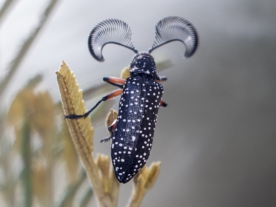 Rhipicera (Agathorhipis) femorata (Feather-horned beetle) at Weetangera, ACT - 10 Mar 2019 by AlisonMilton