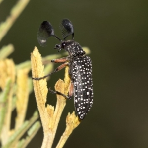 Rhipicera (Agathorhipis) femorata at Weetangera, ACT - 10 Mar 2019 10:59 AM