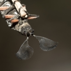 Rhipicera (Agathorhipis) femorata at Weetangera, ACT - 10 Mar 2019 10:59 AM