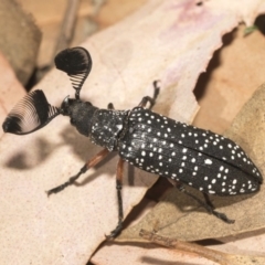 Rhipicera (Agathorhipis) femorata at Weetangera, ACT - 10 Mar 2019 10:59 AM