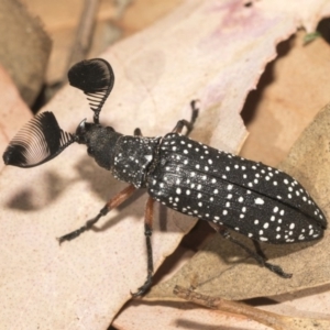 Rhipicera (Agathorhipis) femorata at Weetangera, ACT - 10 Mar 2019 10:59 AM