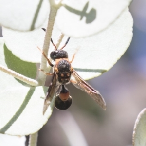 Eumeninae (subfamily) at Acton, ACT - 21 Feb 2019 01:23 PM