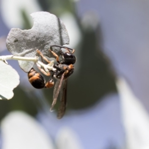 Eumeninae (subfamily) at Acton, ACT - 21 Feb 2019