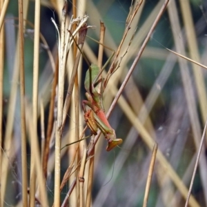 Pseudomantis albofimbriata at Hackett, ACT - 12 Mar 2019