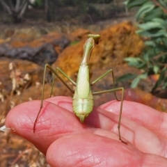 Pseudomantis albofimbriata at Hackett, ACT - 12 Mar 2019