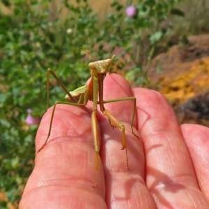 Pseudomantis albofimbriata at Hackett, ACT - 12 Mar 2019