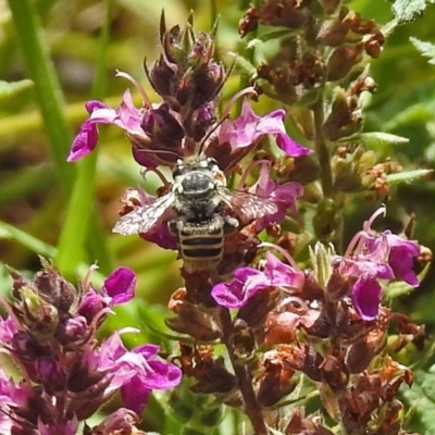 Megachile (Eutricharaea) macularis (Leafcutter bee, Megachilid bee) at Acton, ACT - 12 Mar 2019 by RodDeb