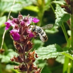 Megachile (Eutricharaea) macularis at Acton, ACT - 12 Mar 2019